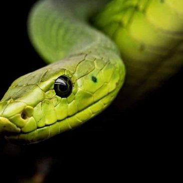 Unraveling the Mystery: Snake Identification by Photo